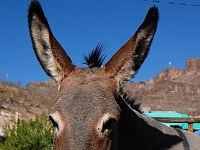 Oatman, Arizona