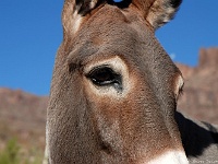 Oatman, Arizona