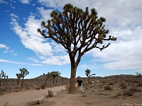 Joshue Tree NP