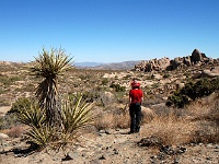 Joshue Tree NP