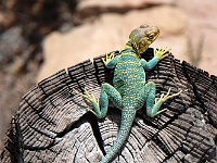 Coloured Lizard