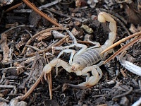 our first scorpion!