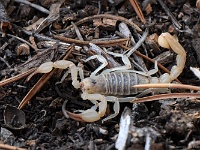 our first scorpion!