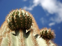 Saguaro NP