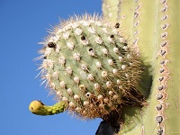 Saguaro NP