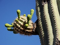 Saguaro NP