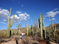 Saguaro NP
