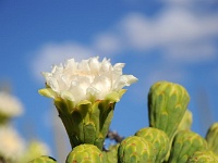 Saguaro NP
