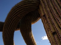 Saguaro NP