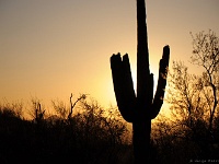 Saguaro NP
