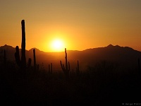 Saguaro NP
