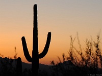 Saguaro NP