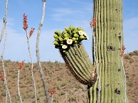 Saguaro NP