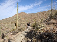 Saguaro NP