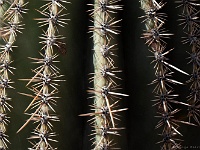 Saguaro NP