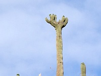Saguaro NP