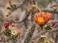 Saguaro NP
