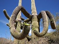 Saguaro NP