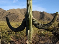 Saguaro NP
