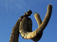 Saguaro NP