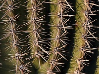 Saguaro NP