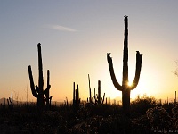 Saguaro NP