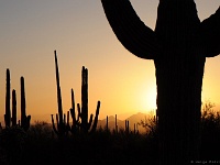 Saguaro NP