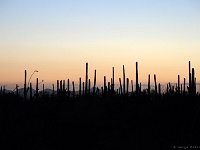 Saguaro NP