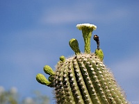 Saguaro NP