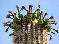 Saguaro NP