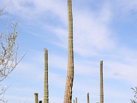 Saguaro NP