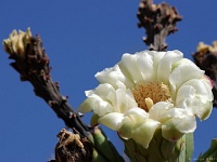 Saguaro NP
