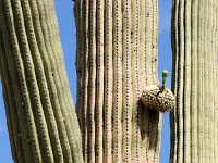 Saguaro NP