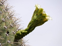 Saguaro NP
