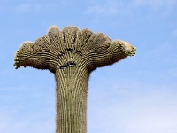 Saguaro NP