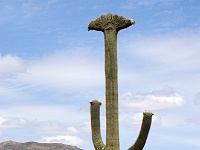 Saguaro NP