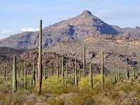Organ Pipe Cactus NM