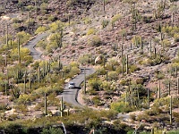 Organ Pipe Cactus NM