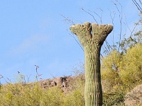 Organ Pipe Cactus NM