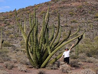 Organ Pipe Cactus NM