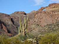 Organ Pipe Cactus NM