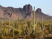 Organ Pipe Cactus NM