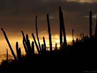 Organ Pipe Cactus NM