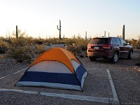 Organ Pipe Cactus NM