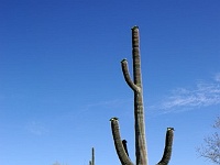 Organ Pipe Cactus NM
