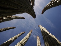 Organ Pipe Cactus NM