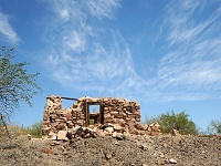 Organ Pipe Cactus NM