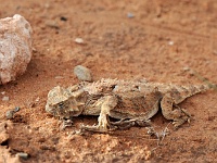 Horned Lizard