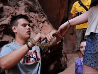 Gopher Snake