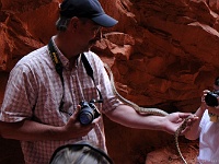 Gopher Snake